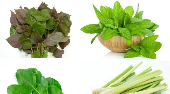dược liệu dùng xông hơi