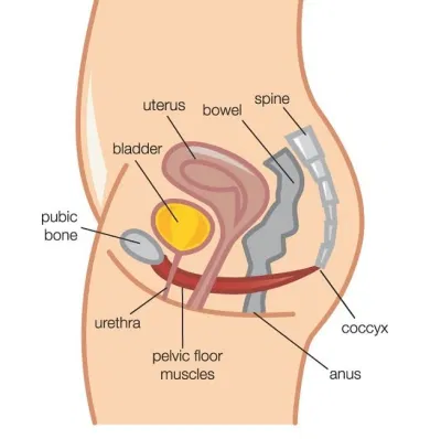 kegel kegel