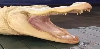 Cá sấu bạch tạng