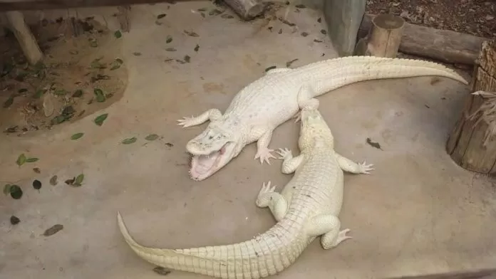 Cá sấu Cá sấu