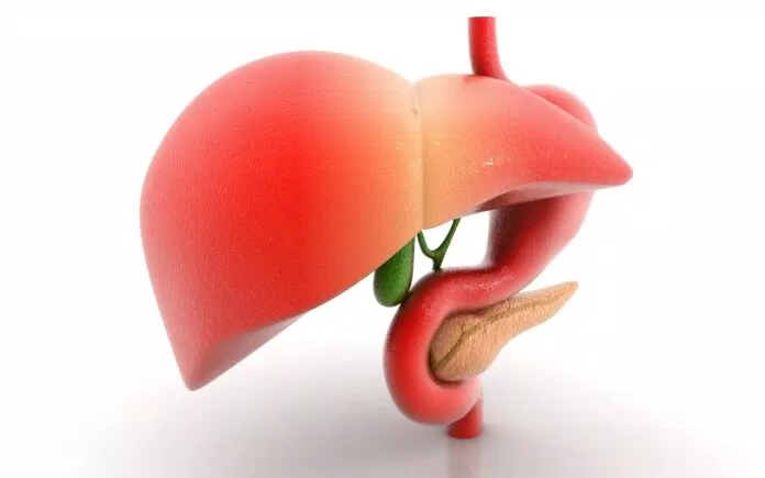 Gan đóng một vai trò sống còn trong việc điều hòa các diễn tiến của sự sống của bạn Gan đóng một vai trò sống còn trong việc điều hòa các diễn tiến của sự sống của bạn