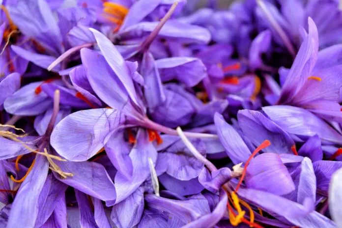 Saffron có rất nhiều ích lợi với sức khỏe