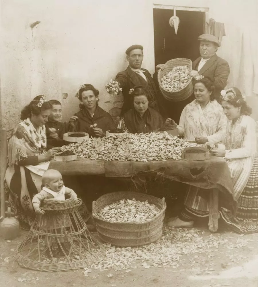 Saffron đã có lịch sử lên đến 3.500 năm Saffron đã có lịch sử lên đến 3.500 năm