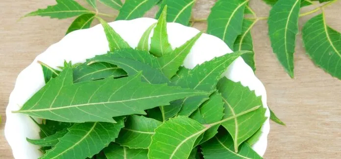 Lá Neem- nguyên liệu chính của Anti Blemish Clear Skin (Nguồn: Internet) Lá Neem- nguyên liệu chính của Anti Blemish Clear Skin (Nguồn: Internet)