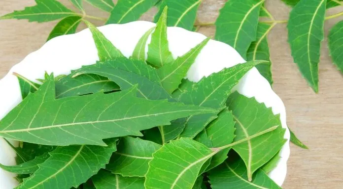 Lá Neem- nguyên liệu chính của Anti Blemish Clear Skin (Nguồn: Internet) Lá Neem- nguyên liệu chính của Anti Blemish Clear Skin (Nguồn: Internet)