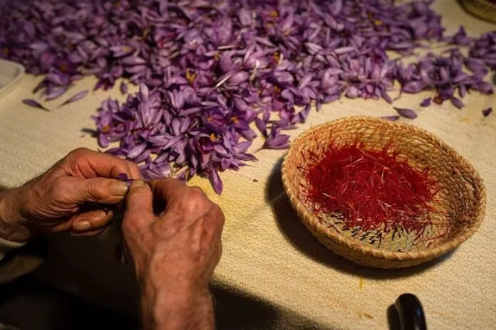 Để có được 1 gram nhụy hoa saffron cần tới 160 bông hoa nghệ tây Để có được 1 gram nhụy hoa saffron cần tới 160 bông hoa nghệ tây