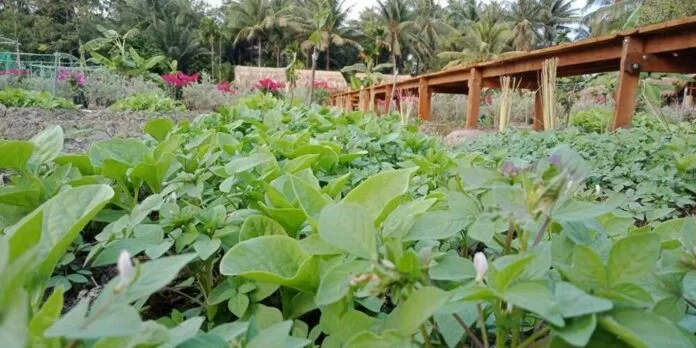 Vườn rau xanh mát tại Cocoland