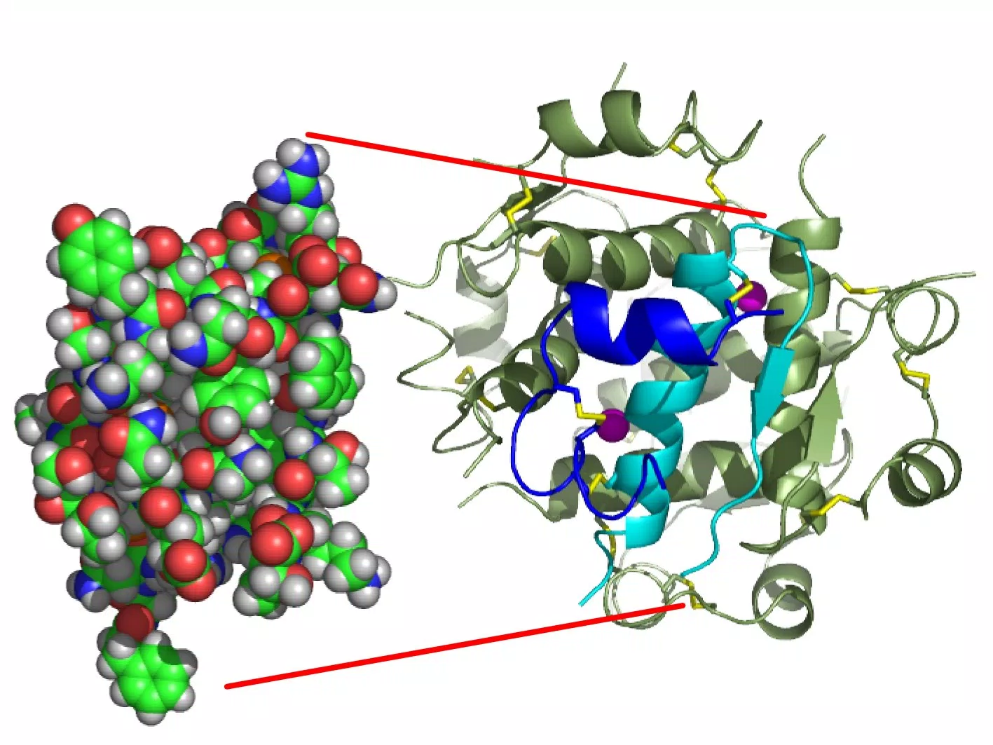 cấu trúc insulin