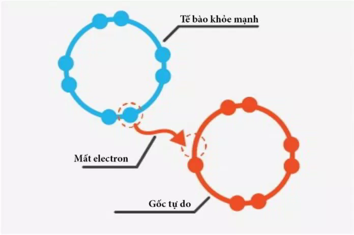 Gốc tự do lấy các điện tử để thành lập chuỗi tự do, là nguyên nhân hàng đầu gây ung thư Gốc tự do lấy các điện tử để thành lập chuỗi tự do, là nguyên nhân hàng đầu gây ung thư
