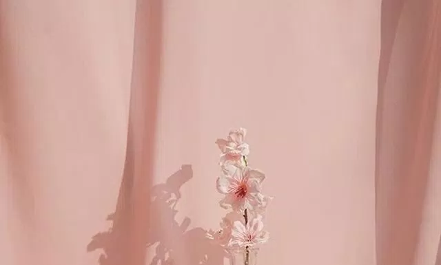 Kem dưỡng trắng da Innisfree Cherry Blossom Tone Up Cream giúp da bừng sức sống