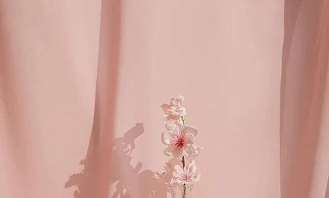 Kem dưỡng trắng da Innisfree Cherry Blossom Tone Up Cream giúp da bừng sức sống