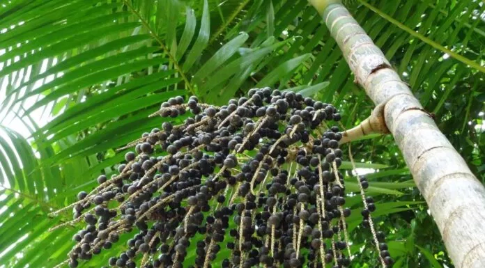 Quả acai berries