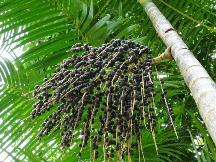 Quả acai berries
