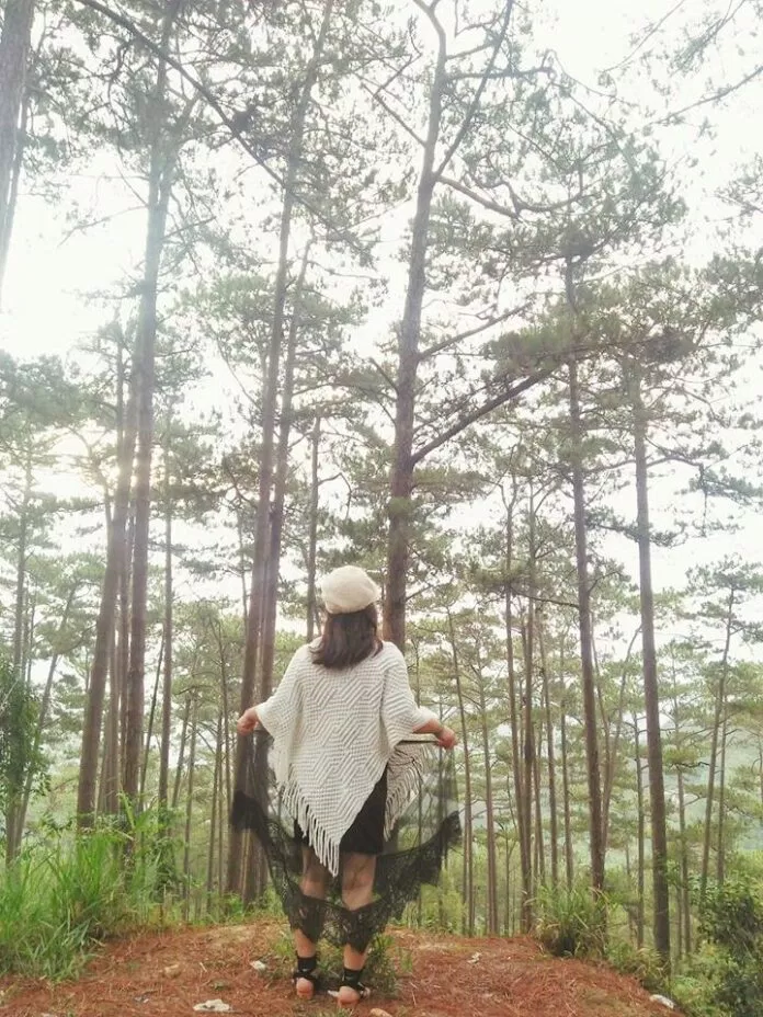 Rừng thông