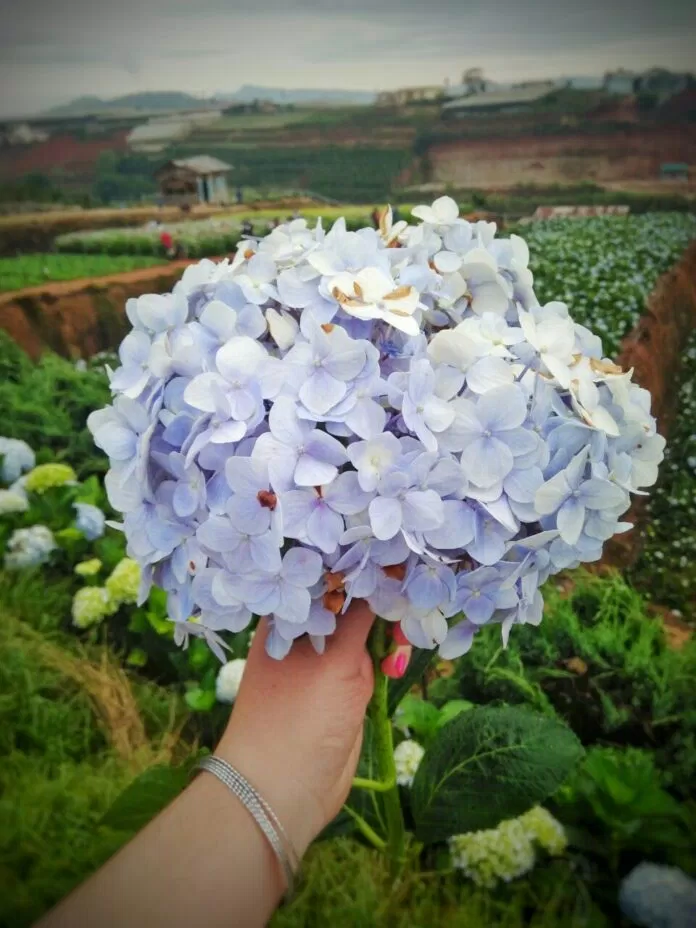 Cẩm tú cầu