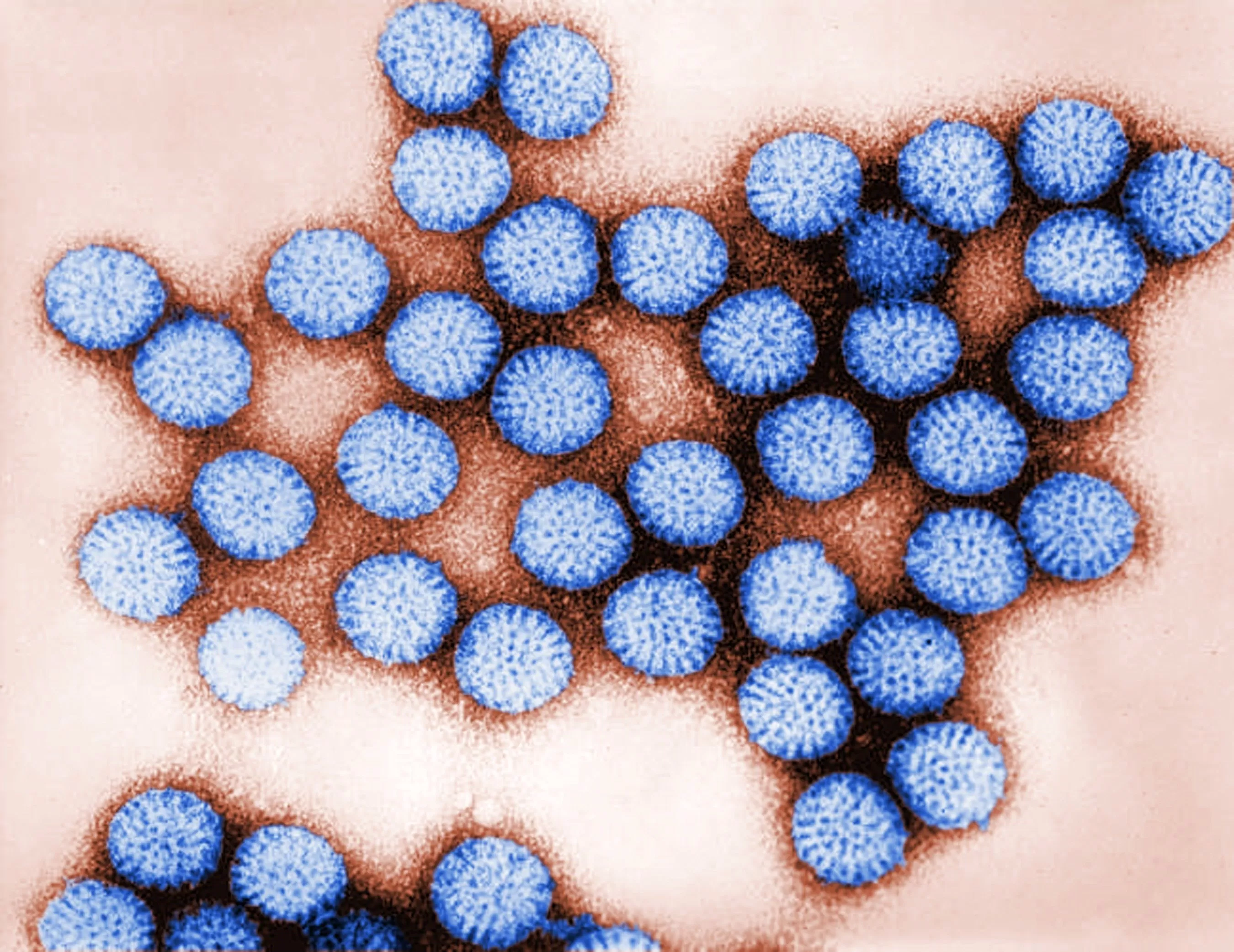 Rota virus