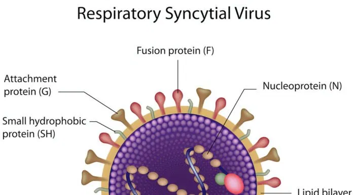 virus RSV