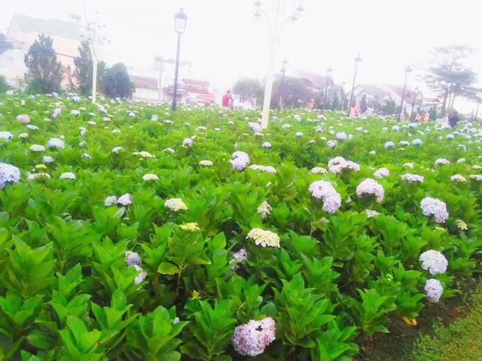 Hoa cẩm tú cầu
