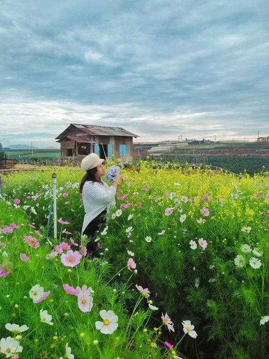 Hoa cẩm tú cầu