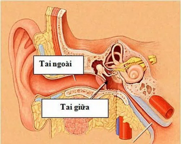 cấu trúc của tai