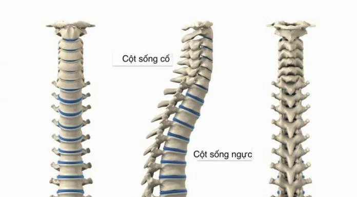 giải phẫu cột sống