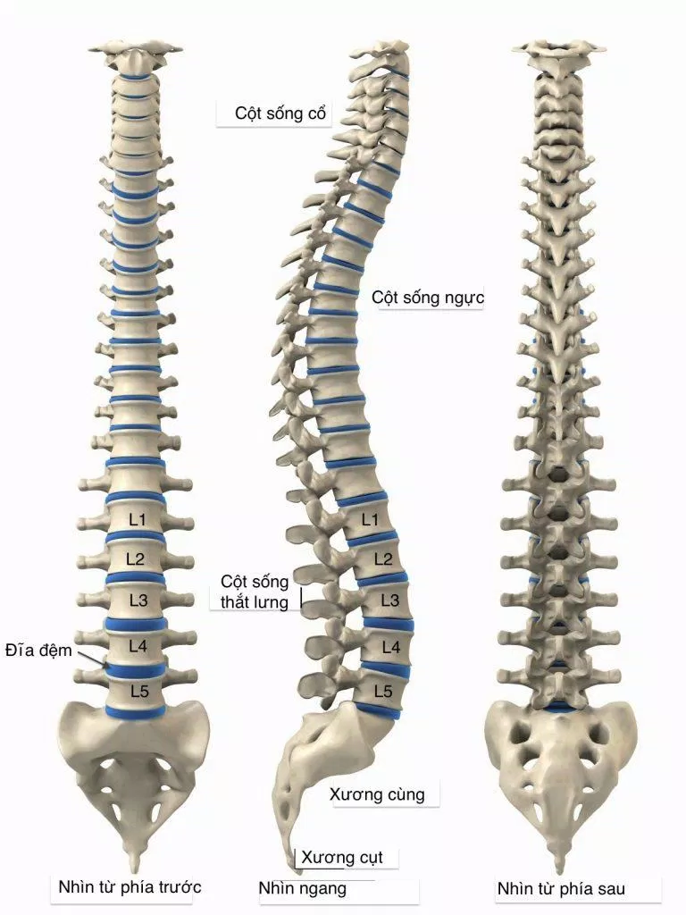 giải phẫu cột sống