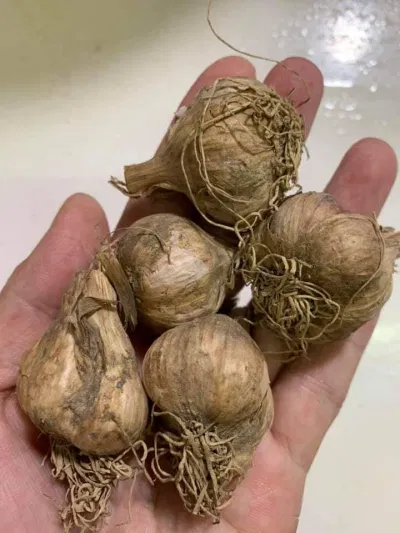 Mắm xoài dầm
