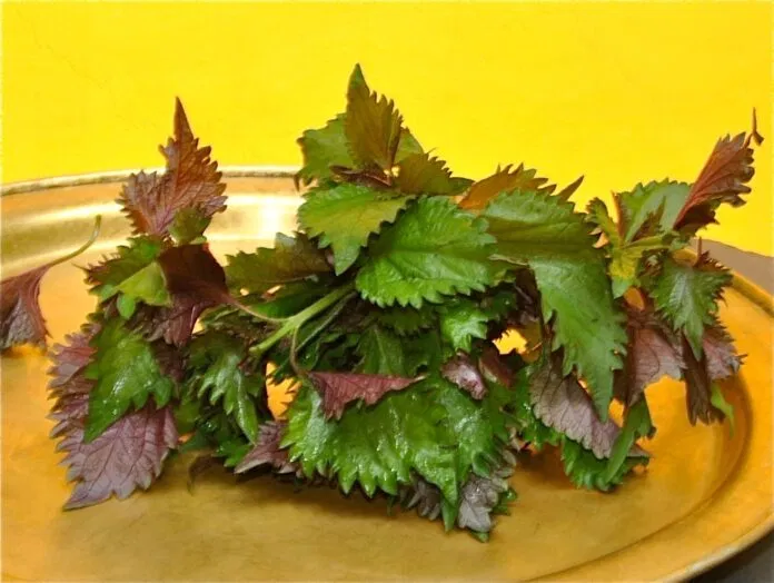 trị mụn gạo bằng tía tô Lá tía tô có tác dụng trị mụn gạo rất hiệu quả. (nguồn: Internet)