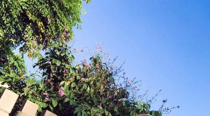 Váy hoa