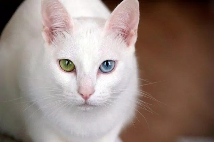 Mèo Khao Manee với đôi mắt lạ và độc đáo