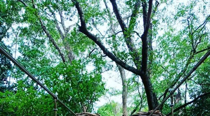 Cầu tình yêu tại Công viên Ozo