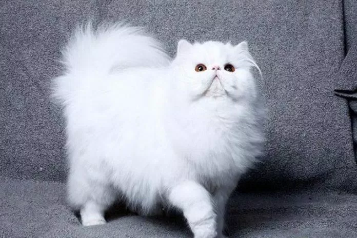 Mèo Ba Tư mặt tịt vô cùng hài hước và đáng yêu