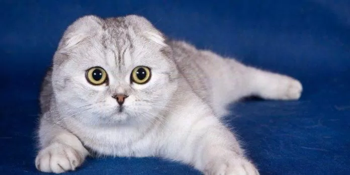 Mèo Tai Cụp đáng yêu và tròn mỉm