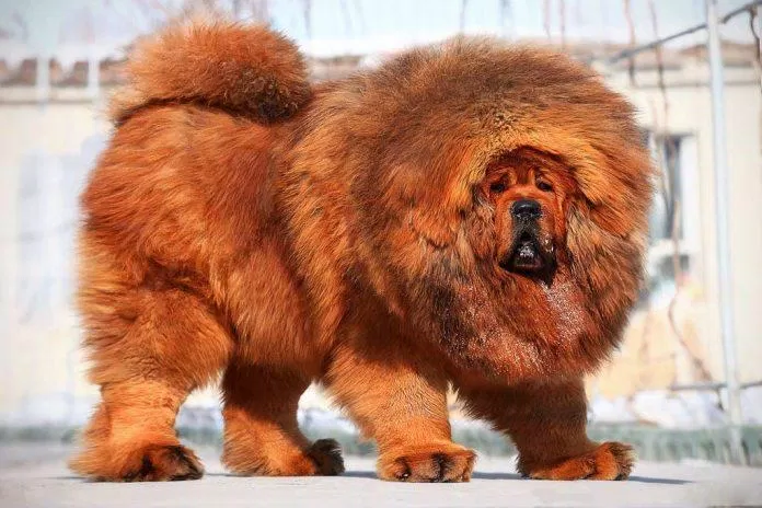 Chó Tibetan Mastiff