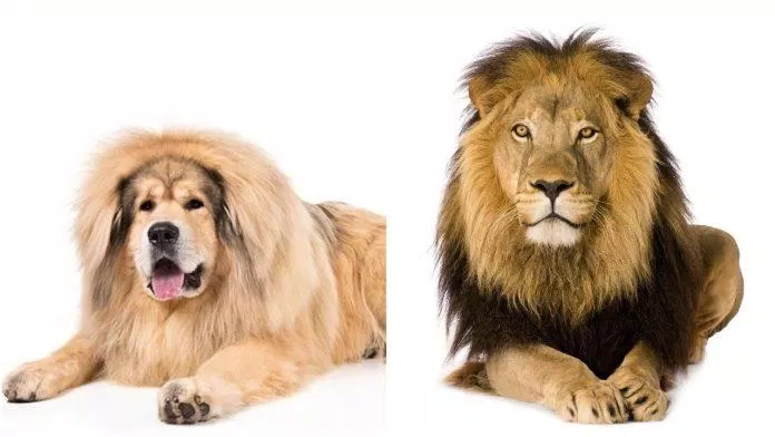 Chó Tibetan Mastiff (trái) và sư tử (phải) có ngoại hình tương đồng bất ngờ