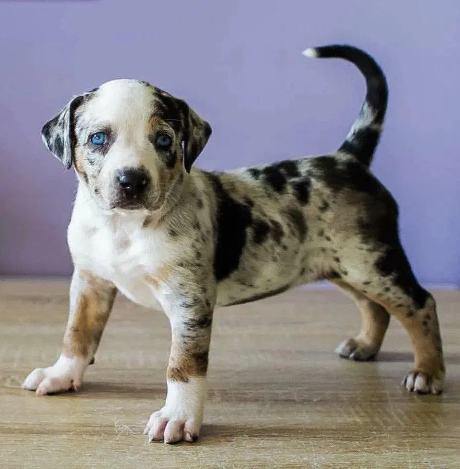 Chó Louisiana Catahoula Leopard