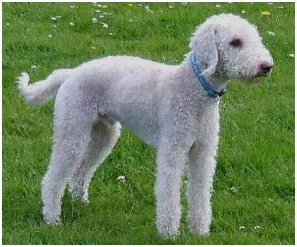 Chó Bedlington Terrier