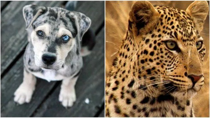 Chó Louisiana Catahoula Leopard (trái) và báo đốm (phải)