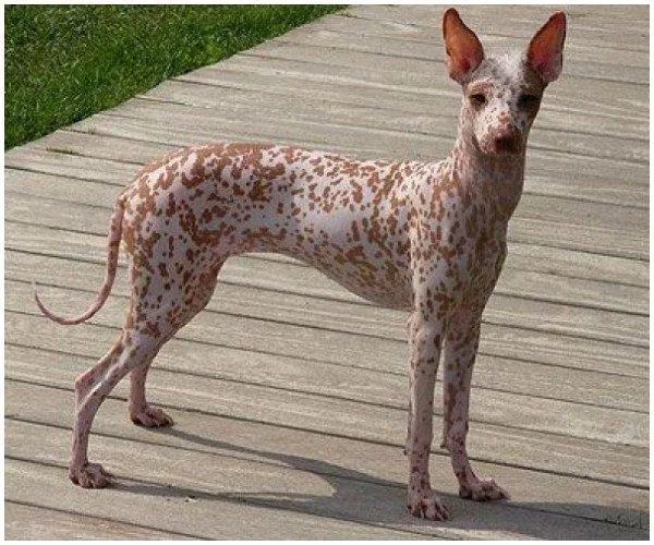 Chó Peruvian Inca Orchid