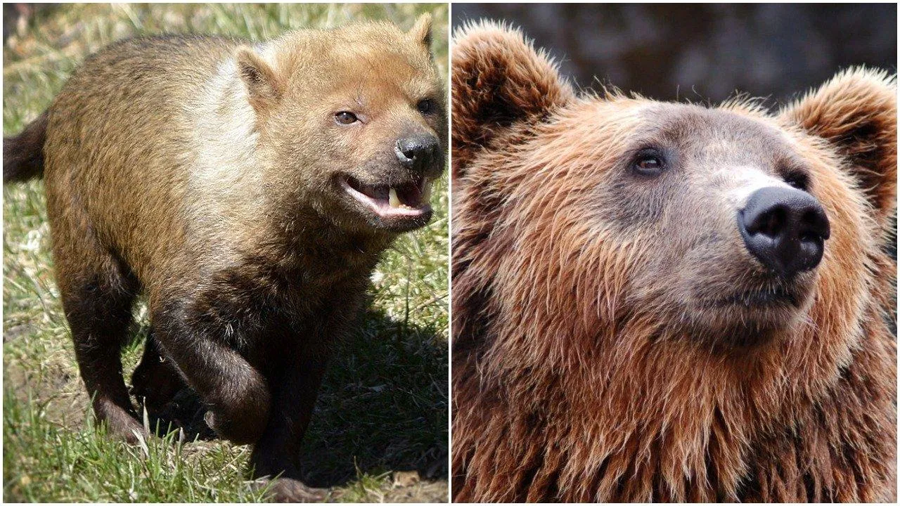 Chó Bush (trái) và gấu (phải)