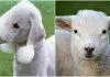 Chó Bedlington Terrier (trái) và cừu (phải) đều có bộ lông trắng muốt như bông