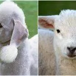 Chó Bedlington Terrier (trái) và cừu (phải) đều có bộ lông trắng muốt như bông