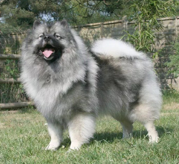 Chó Silver Wolf Sable Keeshond 