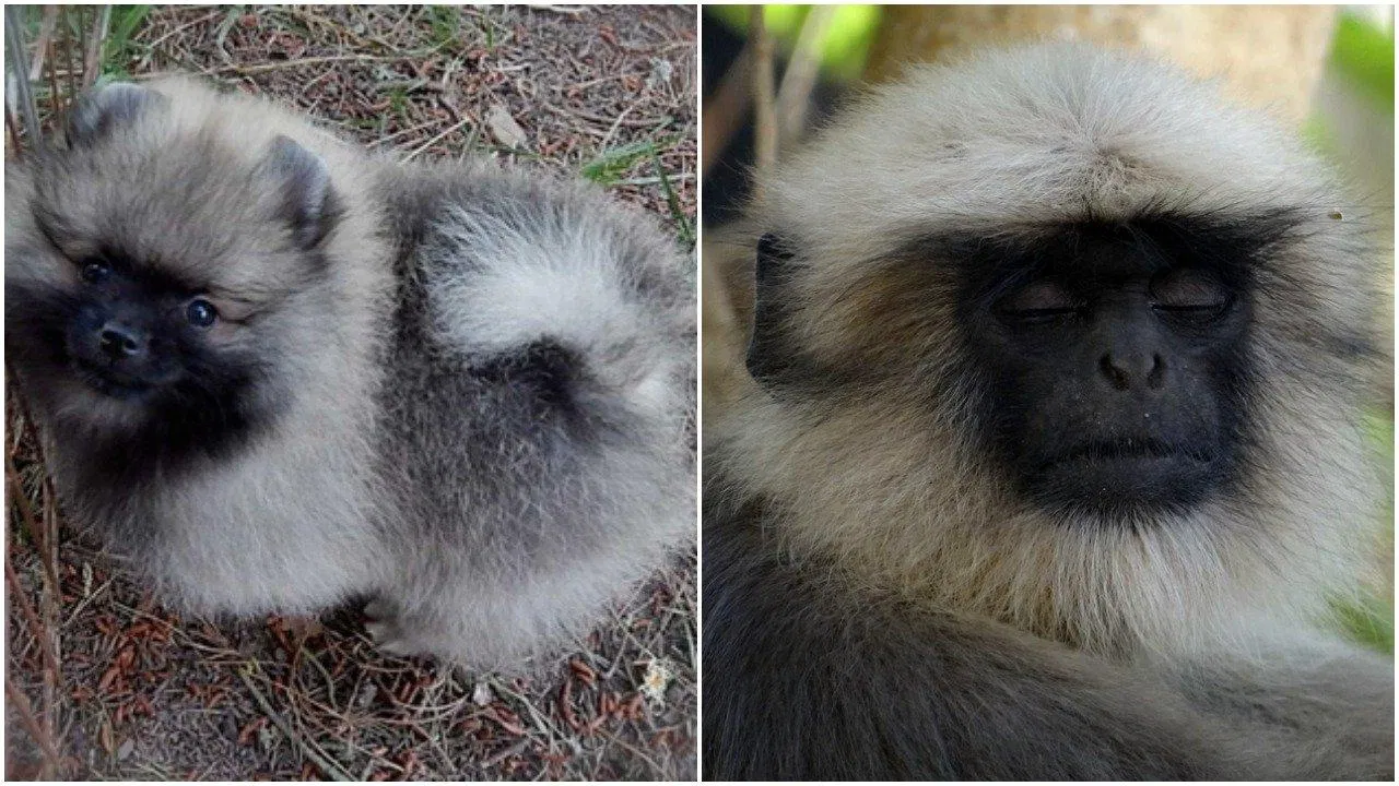 Chó Silver Wolf Sable Keeshond (trái) và khỉ Langur (phải) trông như "anh em thất lạc"