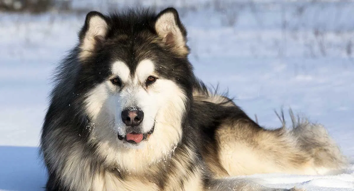 Chó Alaskan Malamute