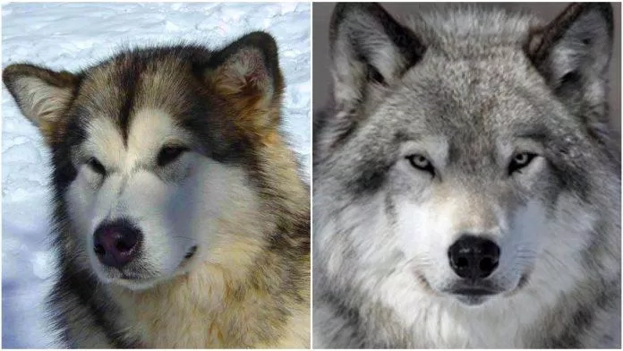 Chó Alaskan Malamute (trái) và chó sói (phải) trông như được đúc ra từ một khuôn