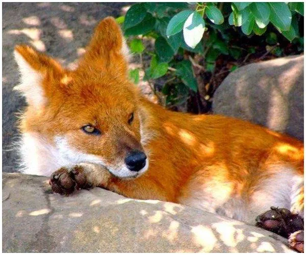 Chó Dhole
