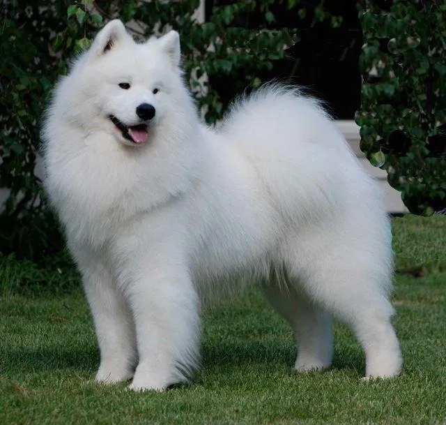 Chó Samoyed
