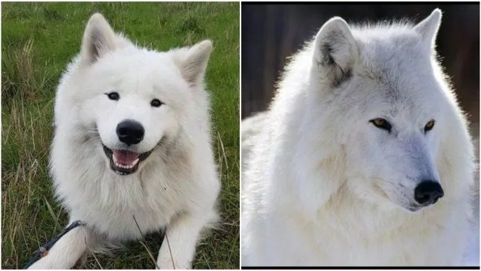 Các bạn có thấy chó Samoyed (trái) và sói trắng (phải) giống nhau như hai giọt nước không?