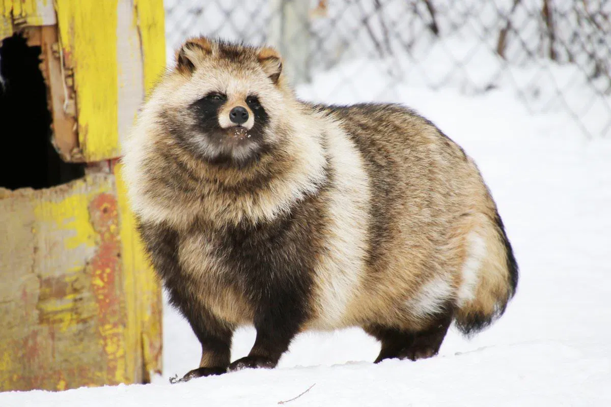 Tanuki